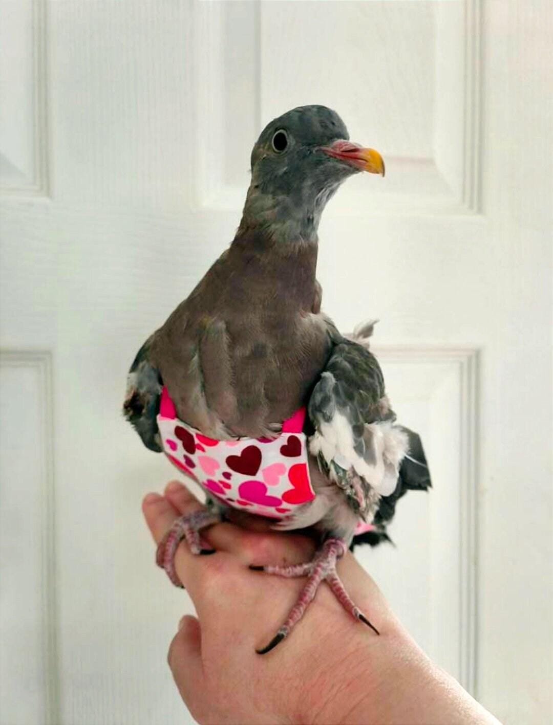 Pigeon Pants Flightsuit in Hearts Print - Handmade Cotton Bird Diaper w/ Leash Add-On