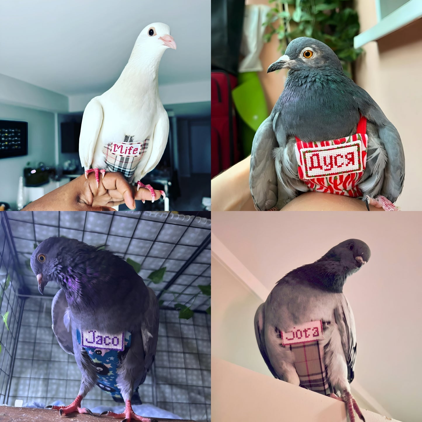 Personalized Name Tag, Message or Picture Embroidery for Pigeon Pants Bird Diaper Flightsuit (Pants Not Included)